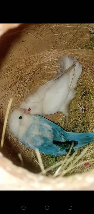 albino red eye male power blue offline female