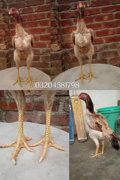 shamo cross imported 2 females long height extra Long face 03204581798