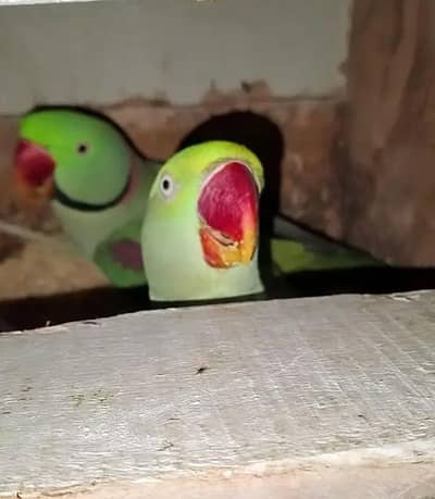 confirm breedar pair hy 2 br breed Kr Chuka hy