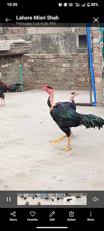 Thai ganoi aseel figure blood line