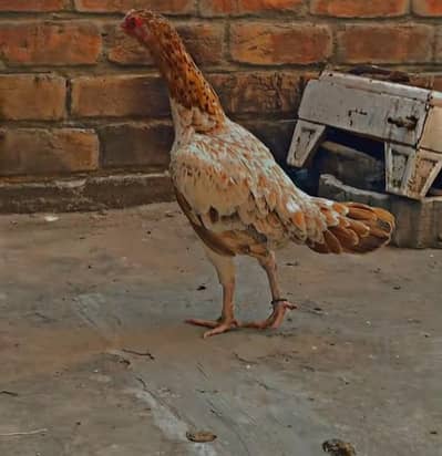 Aseel eggs sindhi breed