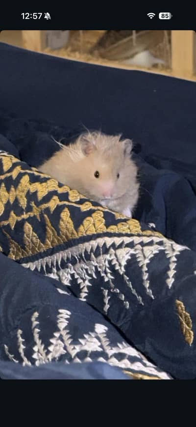 Hamsters for sale with big house and accessories