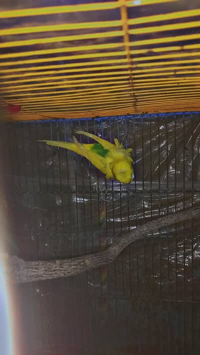 1 hogoromo male change possible female WhatsApp 0300 6635488