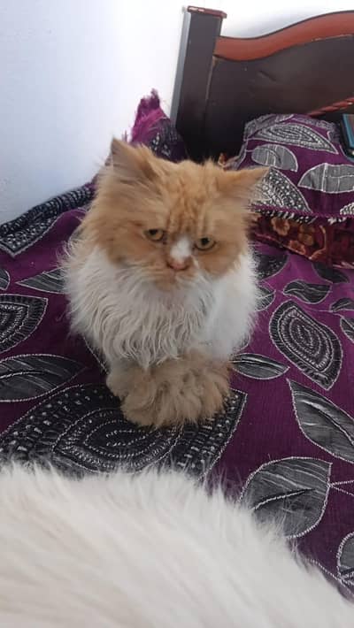 persian male triple coated semi punch face