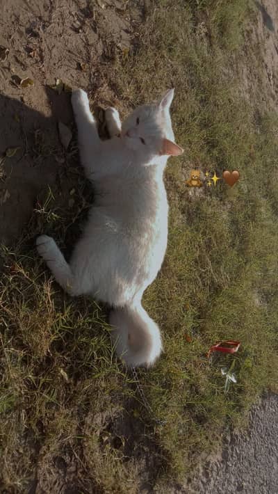 Need Male for my Cat