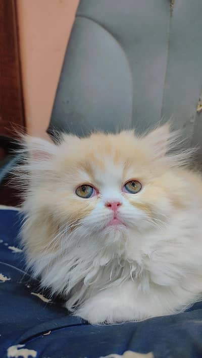 persian high quality kittens
