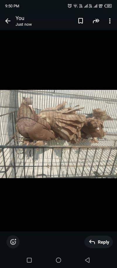 red american Male patha female ready for breed pair available for l