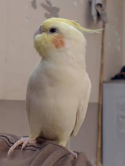 2 Hand Tame Cockatiel full freindly talking parrots