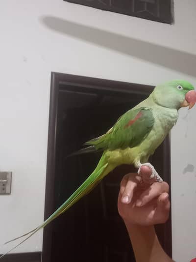 kashmiri parrots available