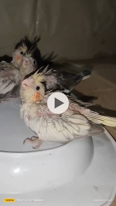 Cocktails chicks For hand Tame