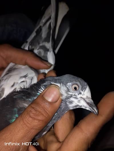 Kali NOK wale Teddy kabootar