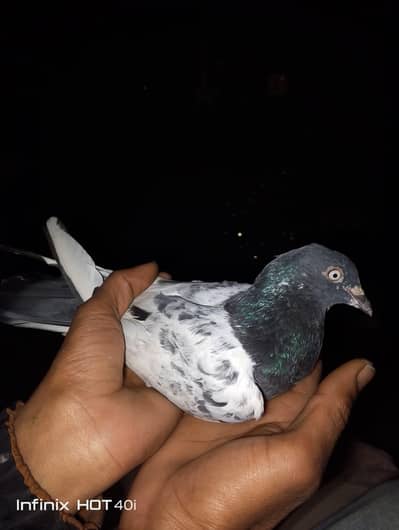 Kali NOK wale Teddy kabootar