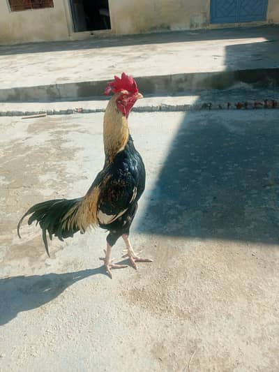 aseel bangum patha for sale