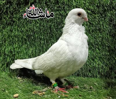 White Sentinet 100% Breder Male For Sale