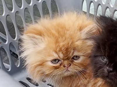 extreme punch, peki bloodline, pair of kittens