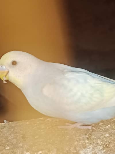 buggies spangle rainbow follow