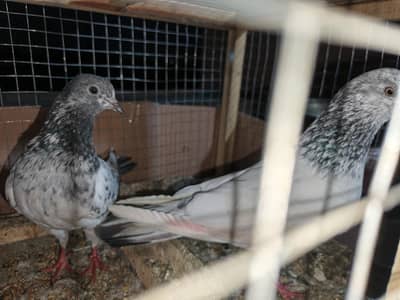 Chat wali Female or Faranca male