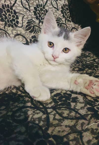 full train and playing cat. . .