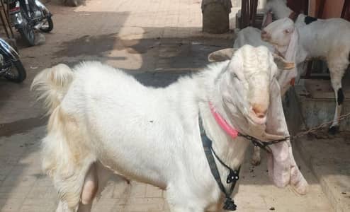 desi beetle bakra for sale 03237047802