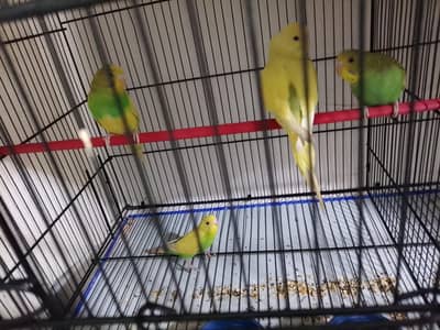 patthe looking for New shelter