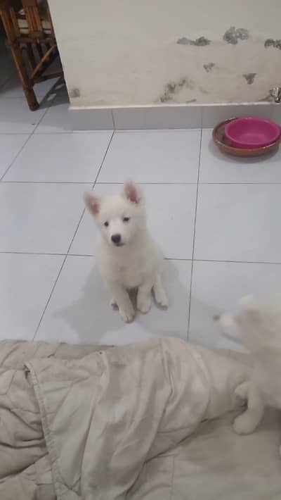 RUSSIAN PUPPY AVAILABLE FOR SALE