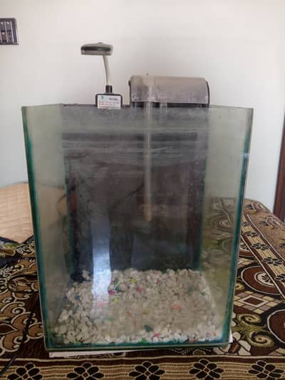 Fish Aquarium Setup