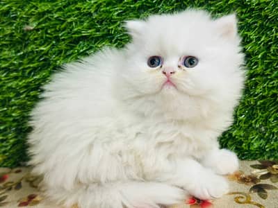 White Persian female kitten | 42 days age | Triple Coat | Full Punched