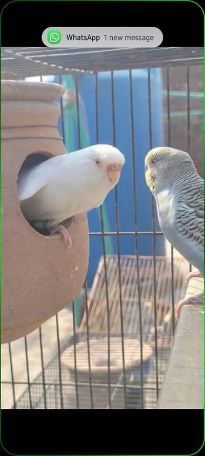 budgies cockatiel exhibition finches