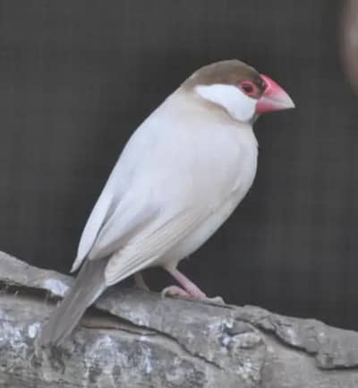 Fawn-Opal Java Birds