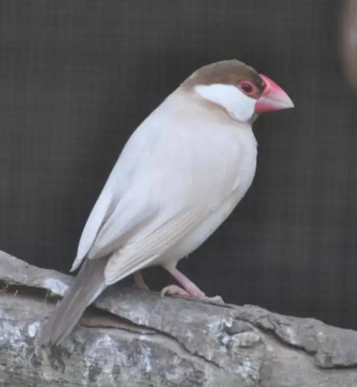 Fawn-Opal Java Birds 0