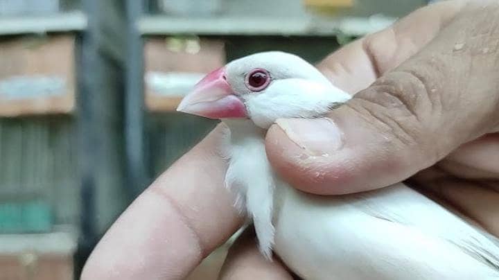 Fawn-Opal Java Birds 1