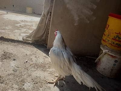 paper white  heera aseel chicks