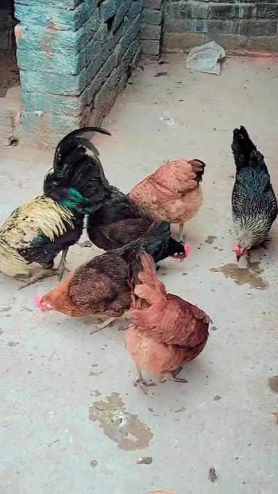 Desi hens egg laying available for sale