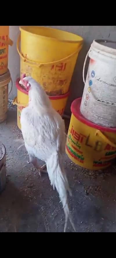 paper white  heera aseel chicks