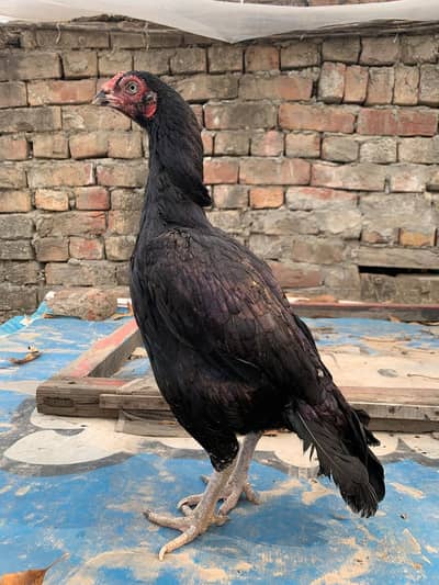 mushka aseel mianwali