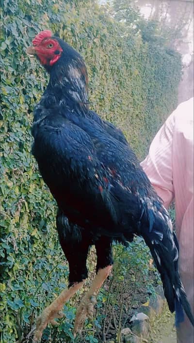 Lasani aseel maZbot bird for sale in  pwd society islambad