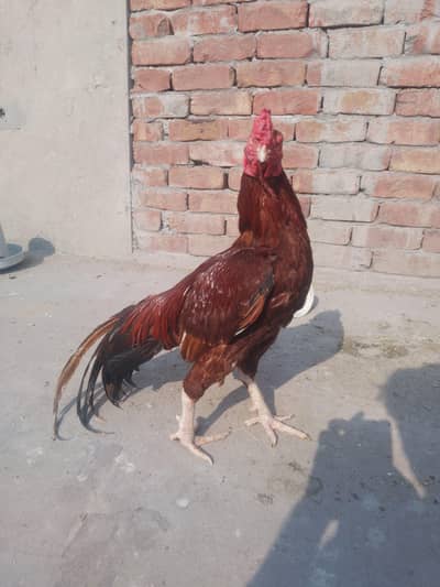 Peela Mianwali Aseel