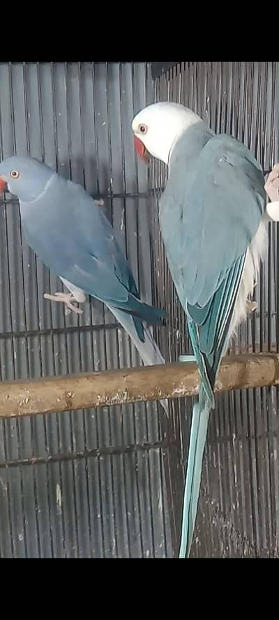 Blue CT Ringneck