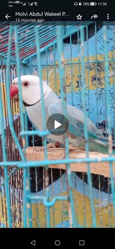 Raw chicks, yellow  ringneck chicks, green ringneck, chicks available