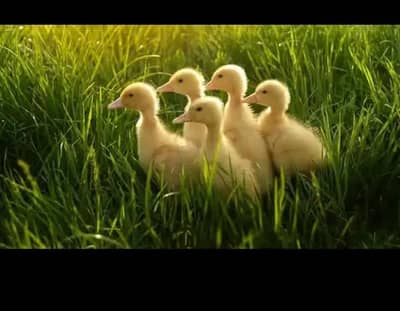 Desi ducks baby ma Sha Allah healthy active