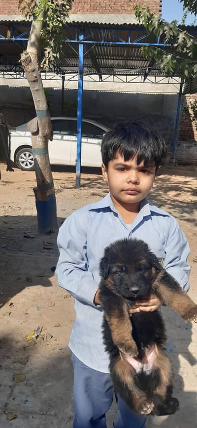 German Shepherd dog age 1 month