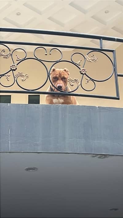 Pitbull male pup | pitbull male