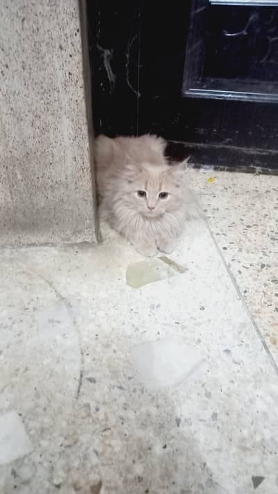 Persian cat well trained