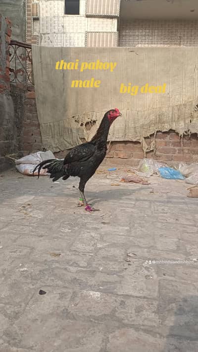 aseel birds breed thai pakoy