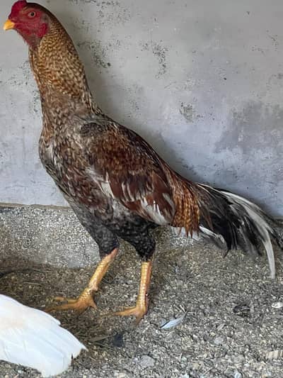 ASEEEL BREED for sale