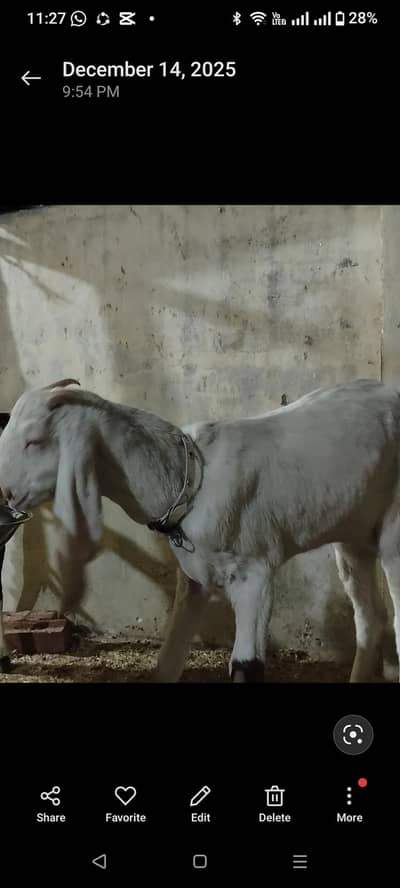 Rajan puri gulabi goat number 03285570829