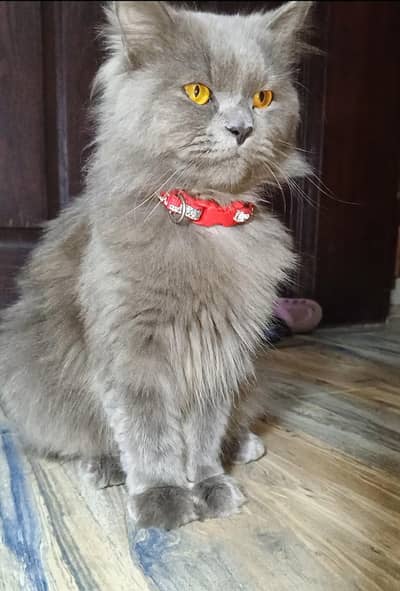 Male Persian Cat
