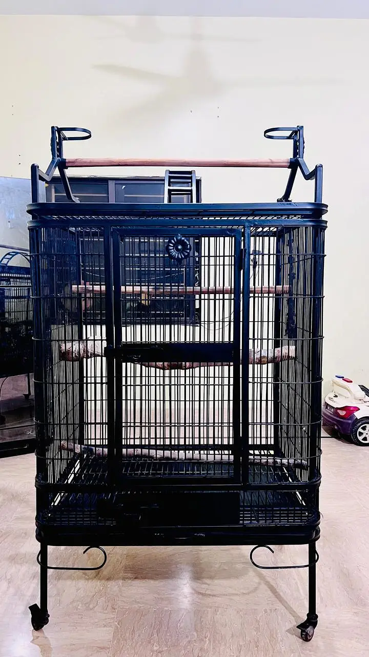 Cockatoo, Grey parrot, Macow cage for sell