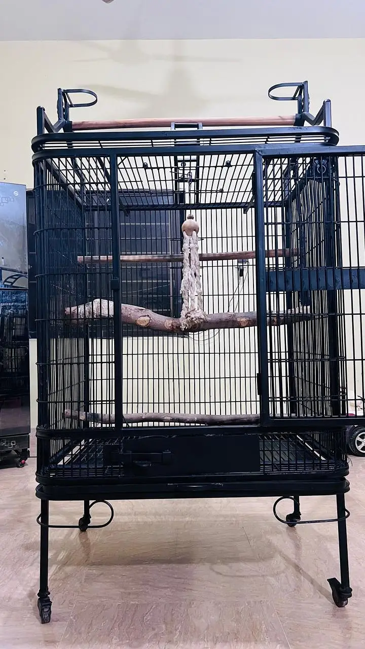 Cockatoo, Grey parrot, Macow cage for sell — photo 2