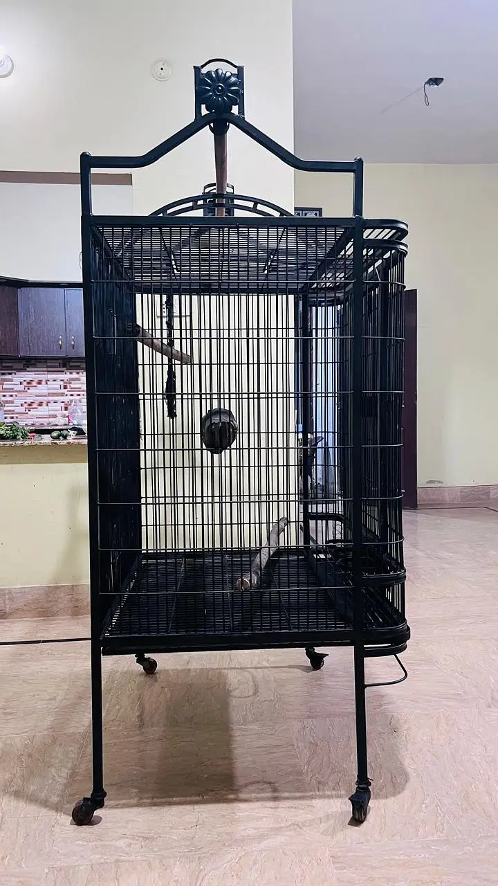 Cockatoo, Grey parrot, Macow cage for sell — photo 4
